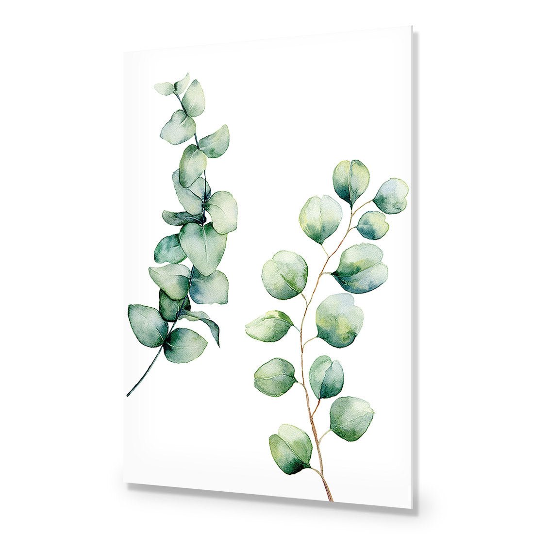Eucalyptus Duo Acrylic Print Art