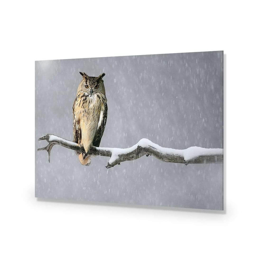 Eurasian Eagle Owl