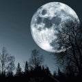 Forest Moon (Square)
