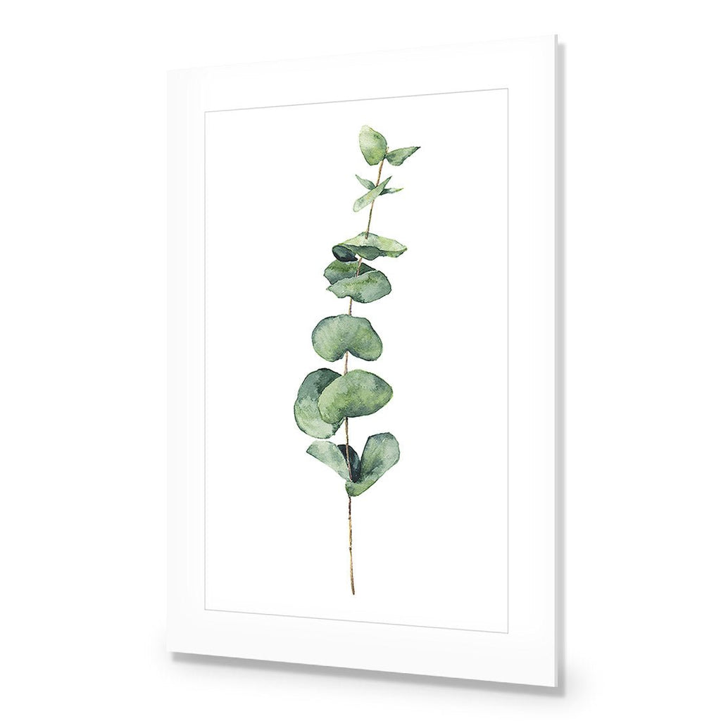 Fragrant Herb 2 Acrylic Print Art