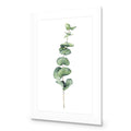 Fragrant Herb 2 Acrylic Print Art