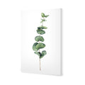 Fragrant Herb 2 Canvas Art