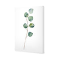 Fragrant Herb 3 Canvas Art