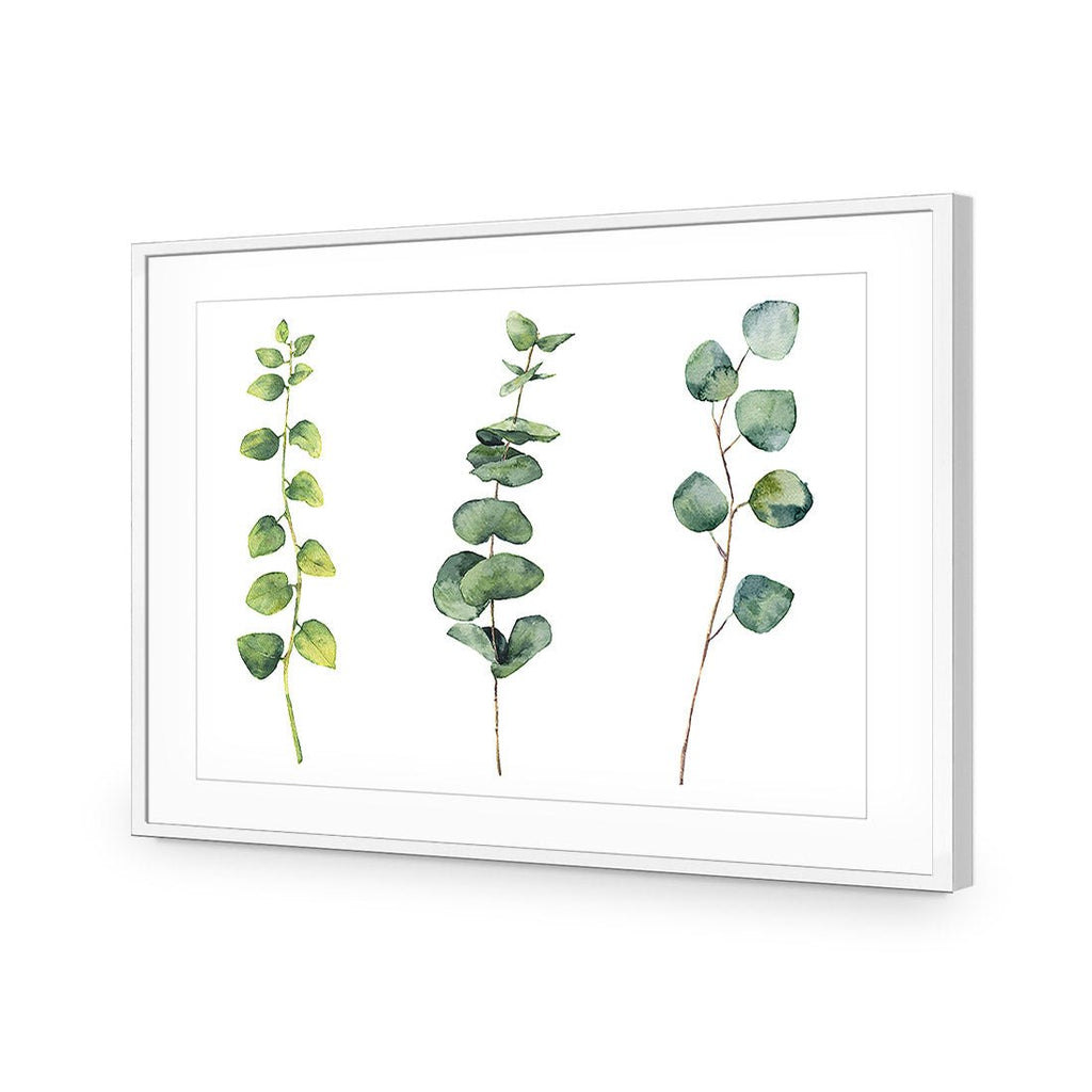 Fragrant Herb Trio