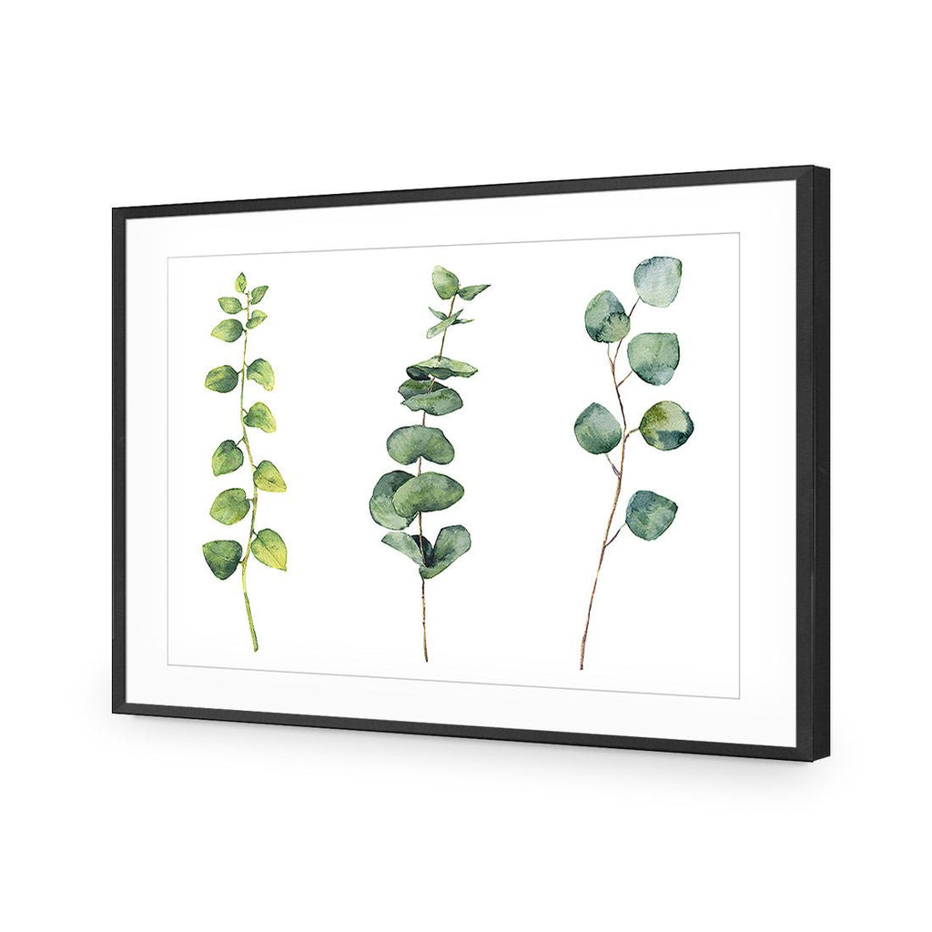 Fragrant Herb Trio