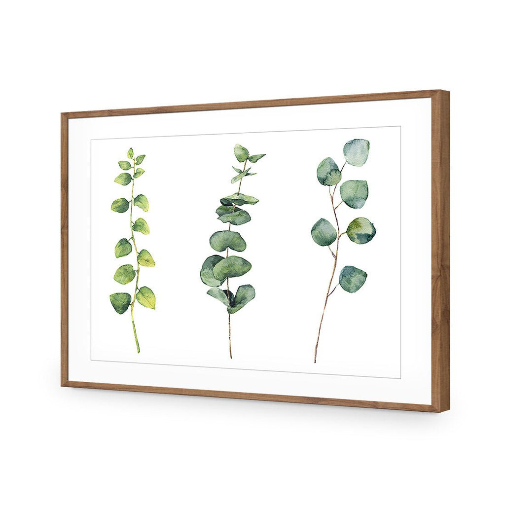 Fragrant Herb Trio
