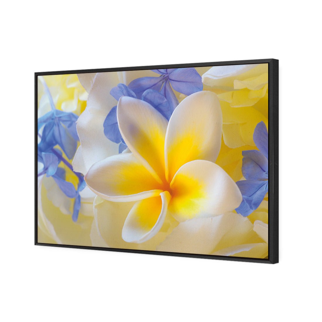 Frangipani and Cornflower