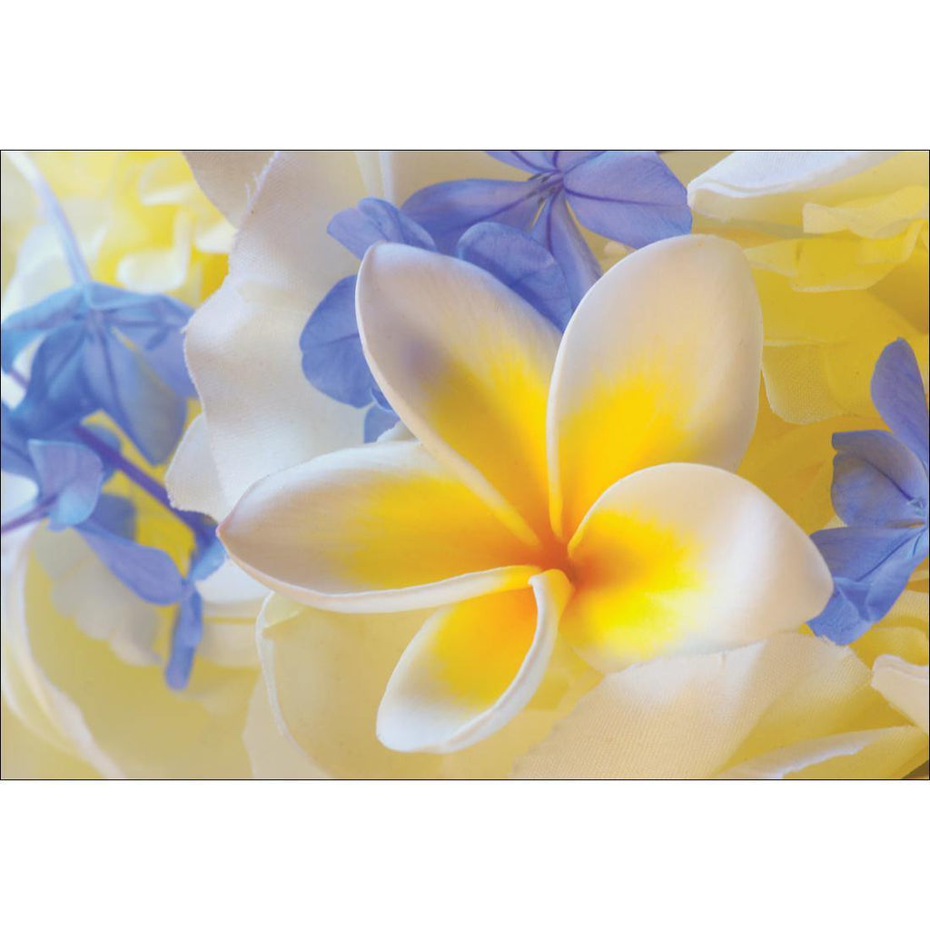 Frangipani and Cornflower