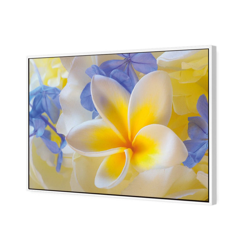Frangipani and Cornflower