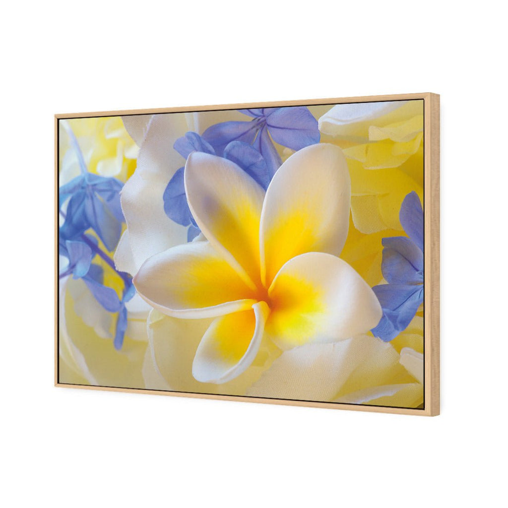 Frangipani and Cornflower