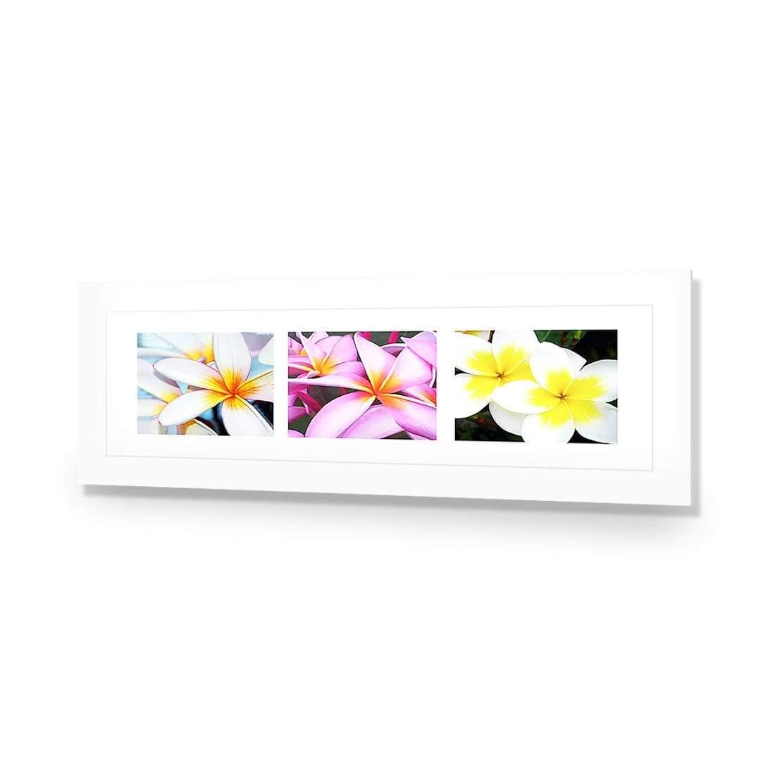 Frangipani Montage