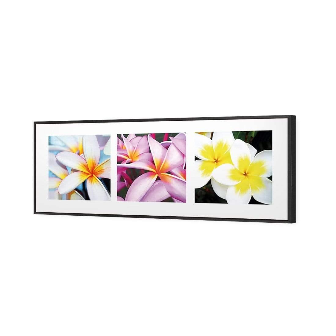 Frangipani Montage