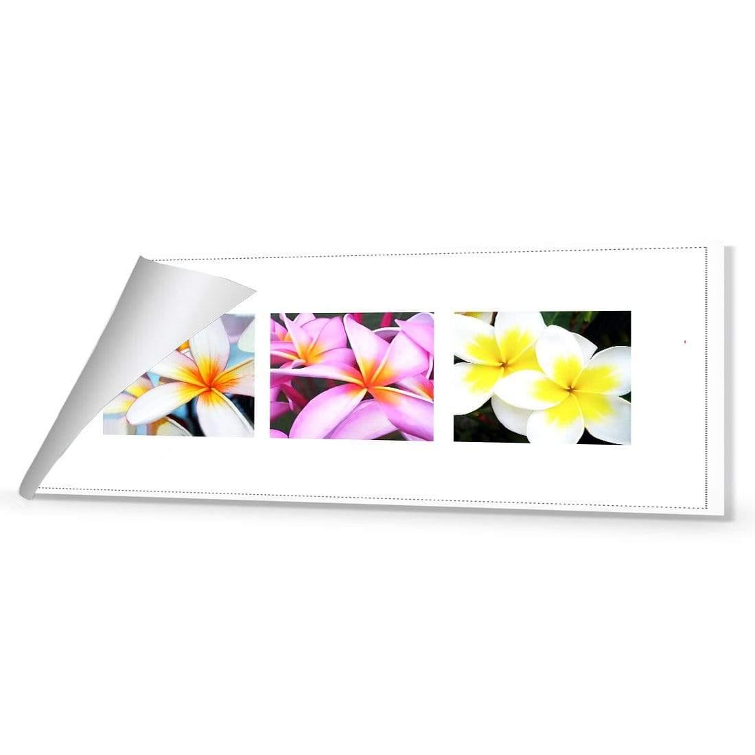 Frangipani Montage