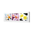 Frangipani Montage