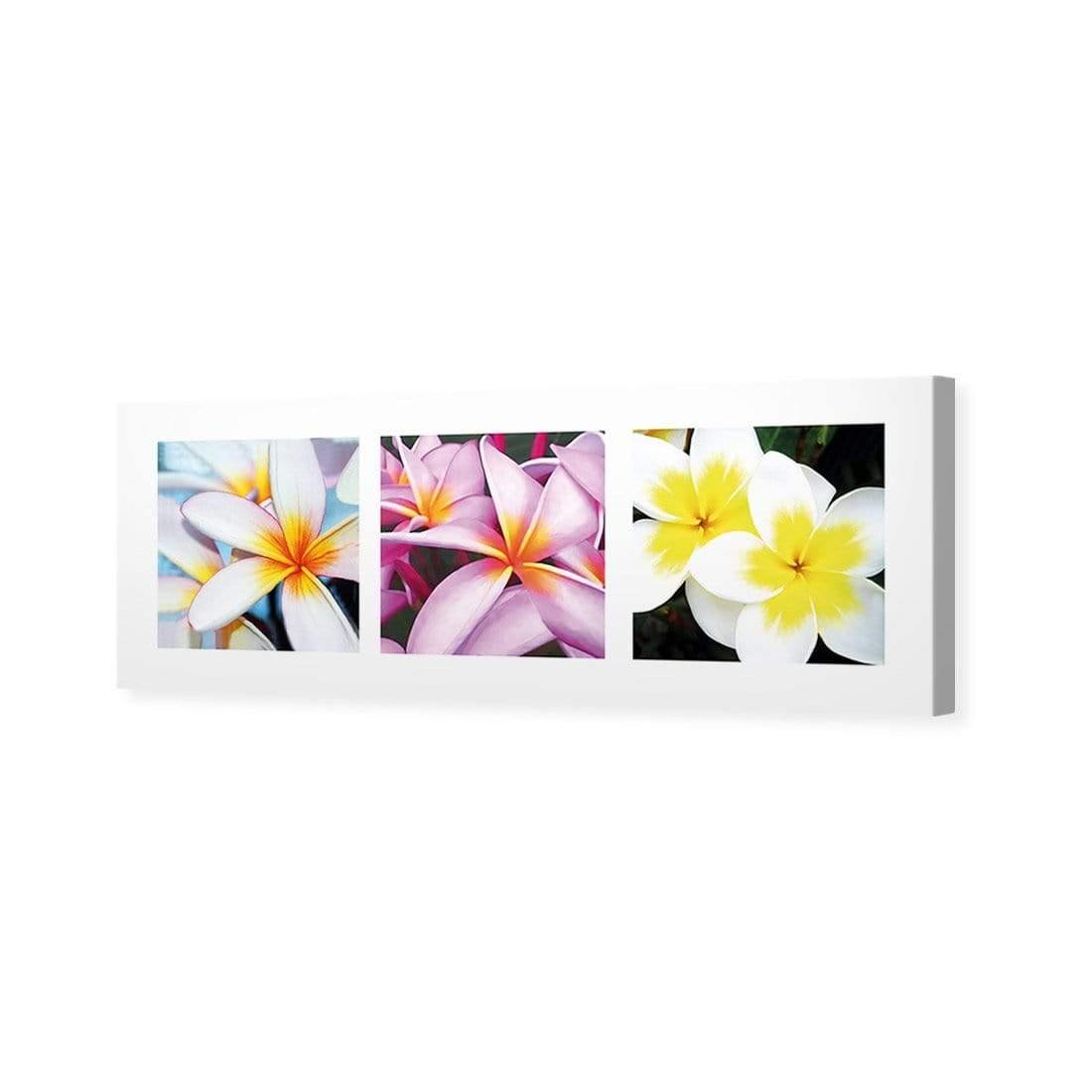 Frangipani Montage