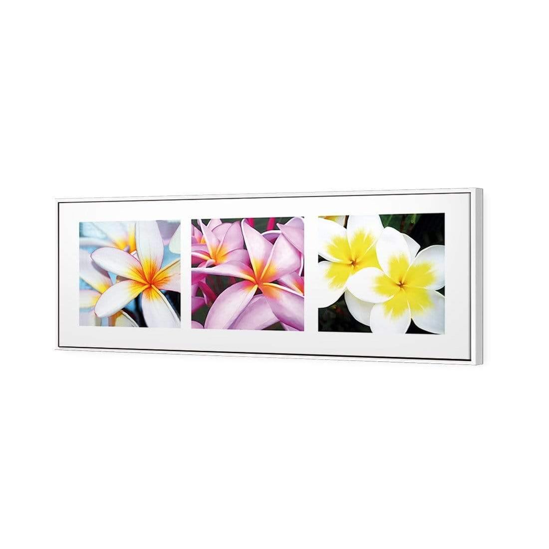 Frangipani Montage