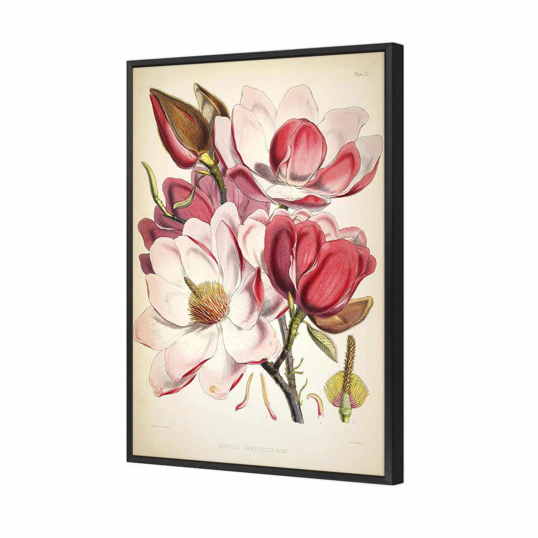 Gorgeous Magnolia Illustration Canvas Art