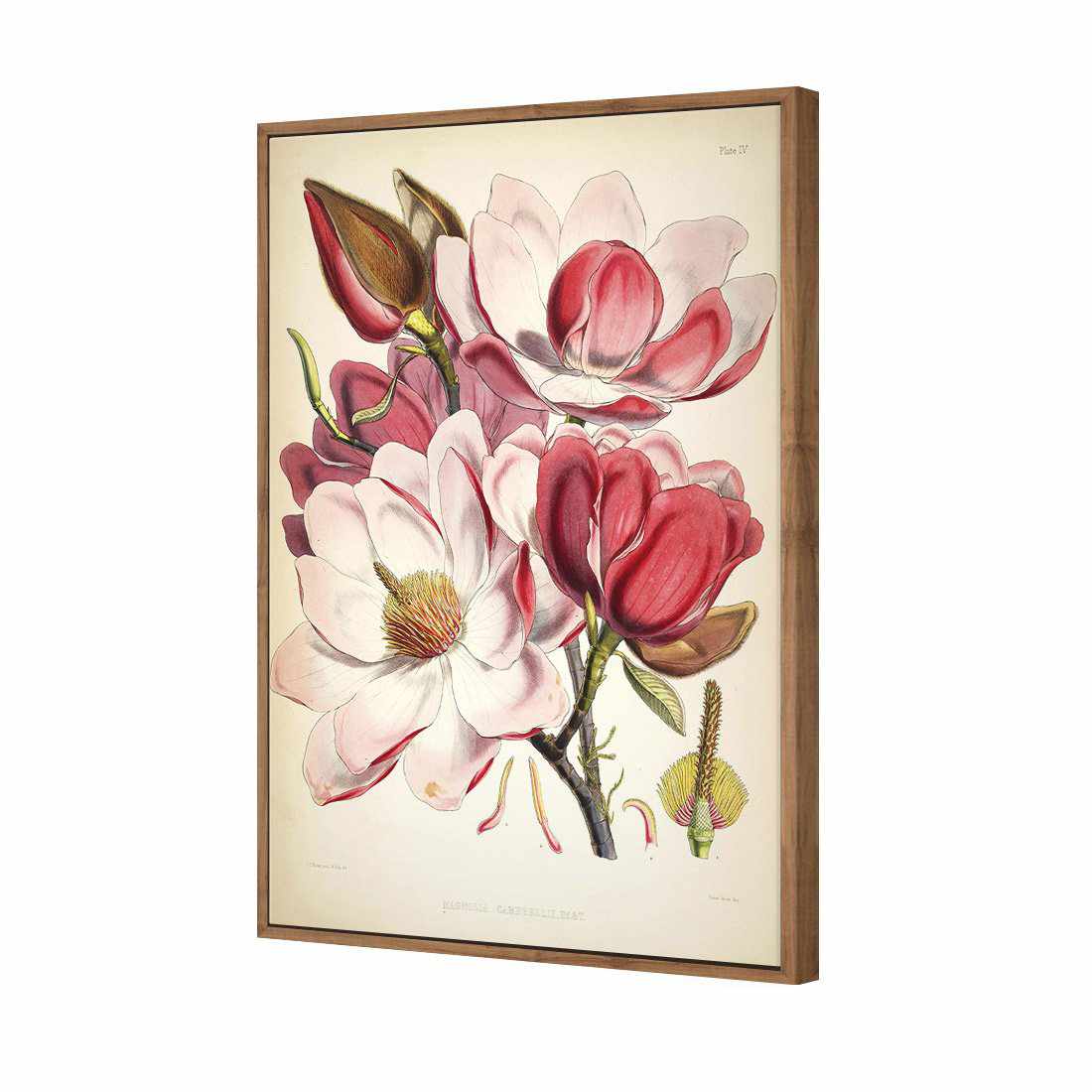 Gorgeous Magnolia Illustration Canvas Art