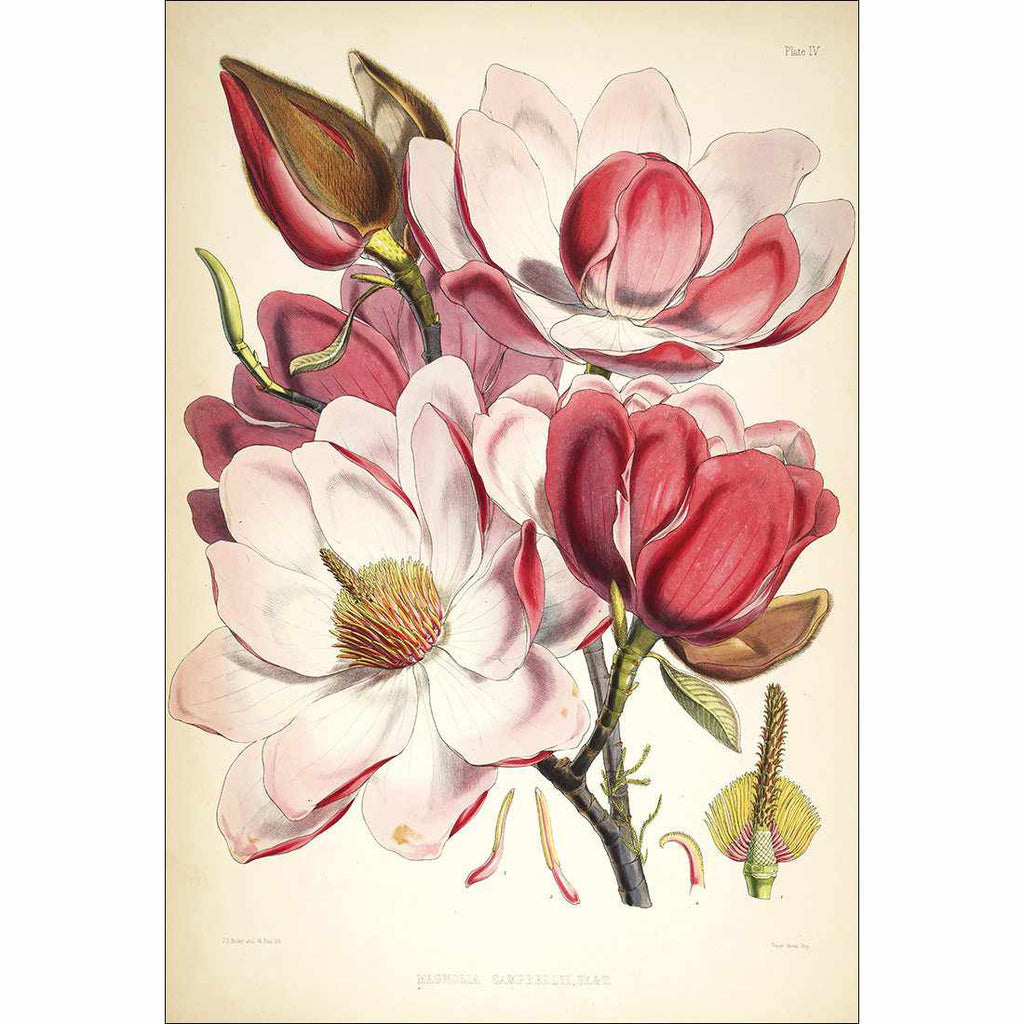 Gorgeous Magnolia Illustration Canvas Art