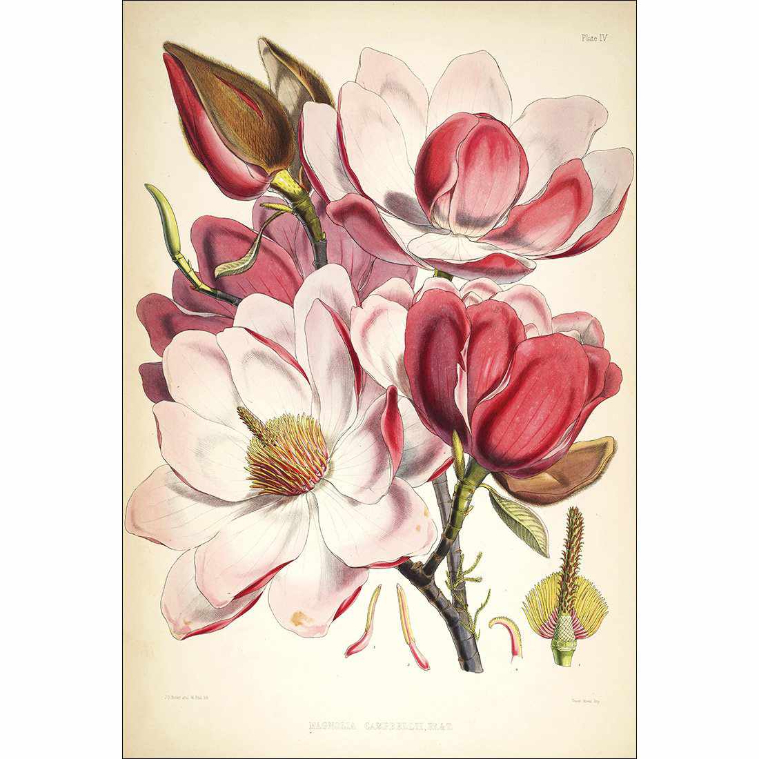 Gorgeous Magnolia Illustration Canvas Art