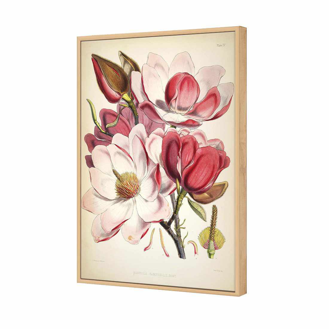 Gorgeous Magnolia Illustration Canvas Art