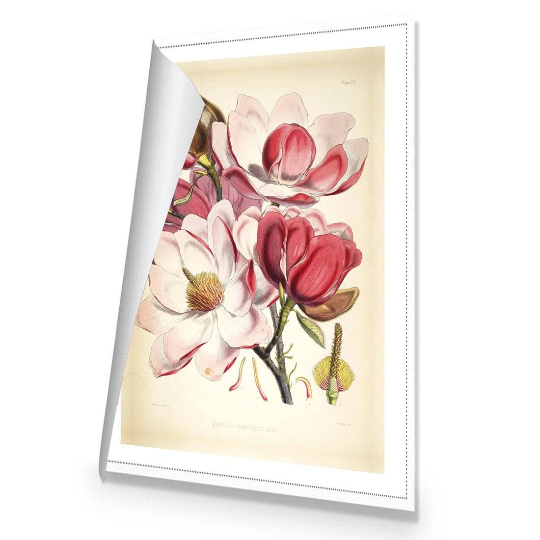 Gorgeous Magnolia Illustration Canvas Art