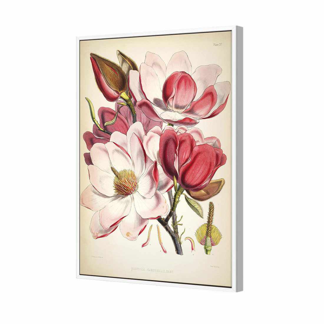 Gorgeous Magnolia Illustration Canvas Art