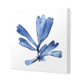 Hampton Flora 1