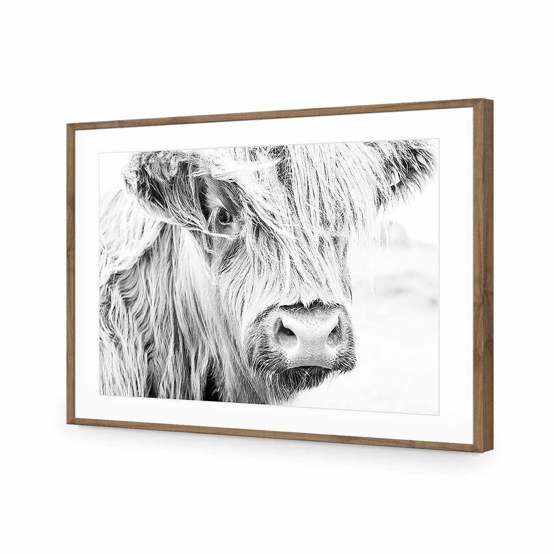 Henrietta the Highland Cow Acrylic Print Art