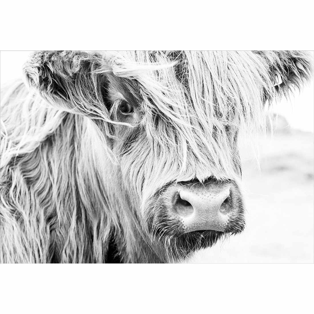Henrietta the Highland Cow Acrylic Print Art