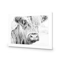 Henrietta the Highland Cow Acrylic Print Art