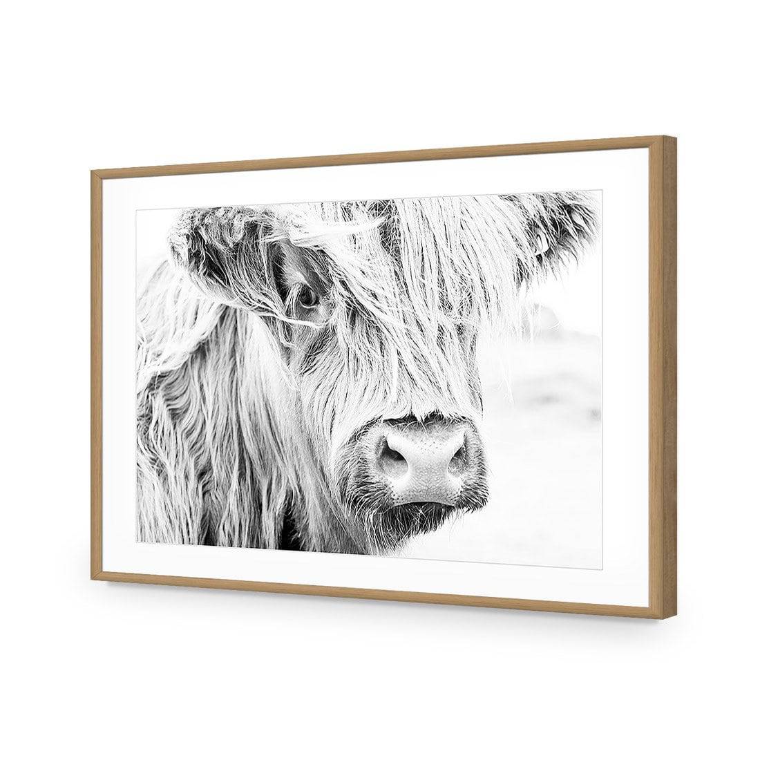Henrietta the Highland Cow Acrylic Print Art