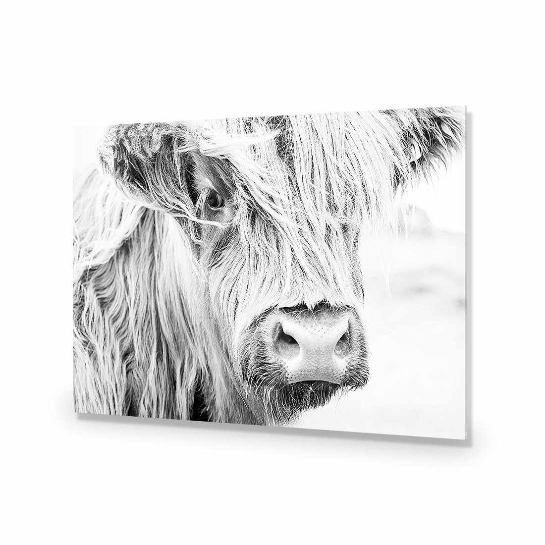 Henrietta the Highland Cow Acrylic Print Art