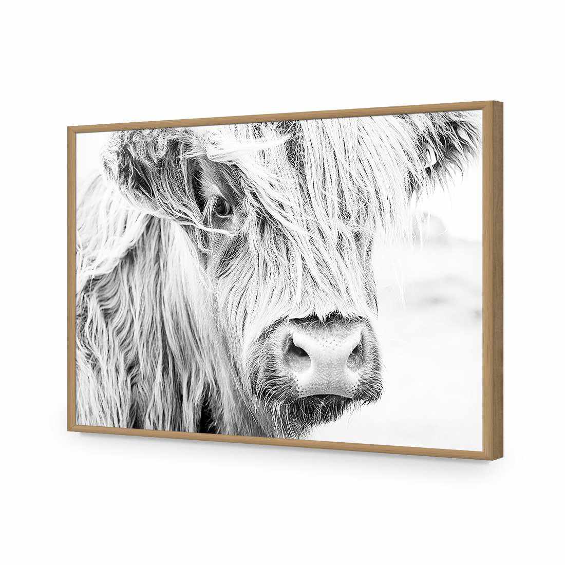 Henrietta the Highland Cow Acrylic Print Art