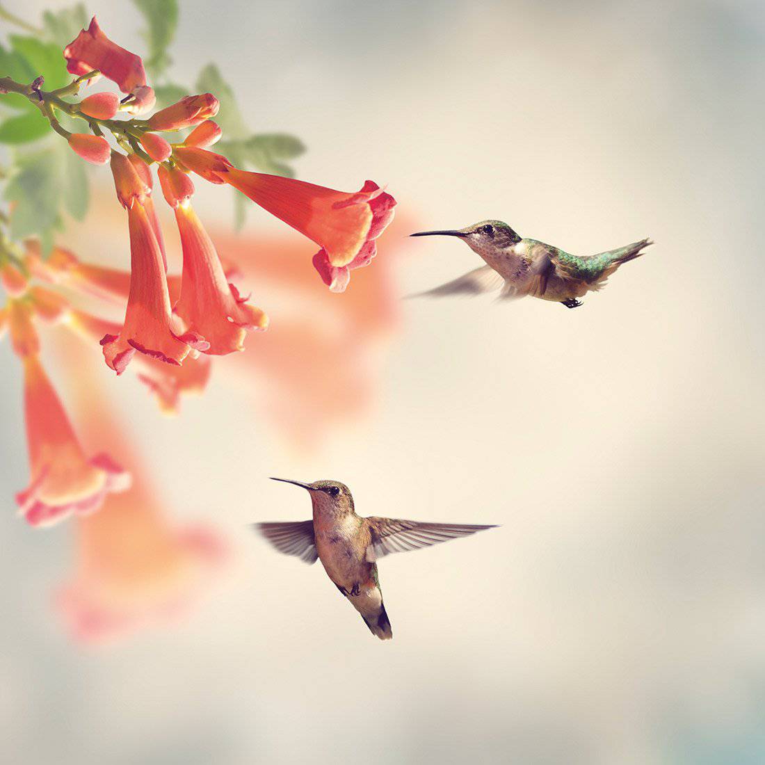 Hummingbird Hover Canvas Art