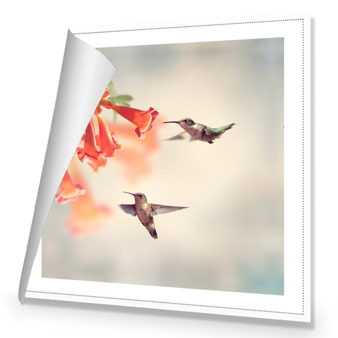 Hummingbird Hover Canvas Art
