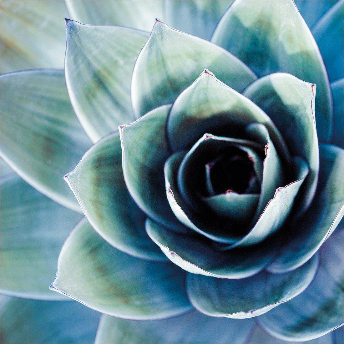 Intense Cactus Canvas Art