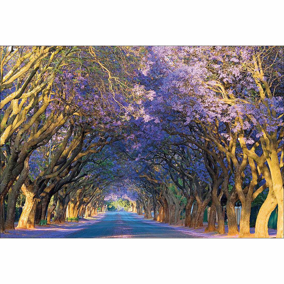 Jacaranda Alley Canvas Art