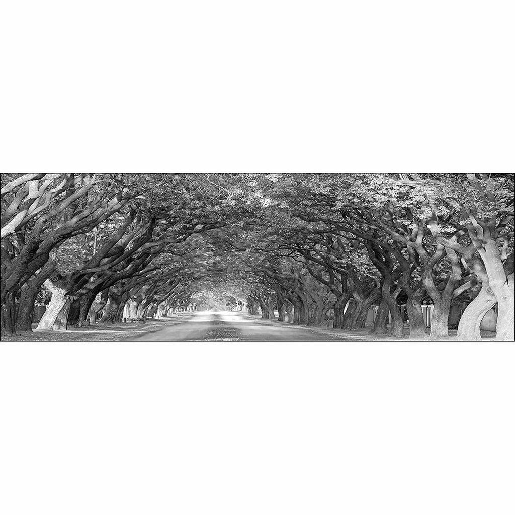 Jacaranda Alley, Long B&W Canvas Art