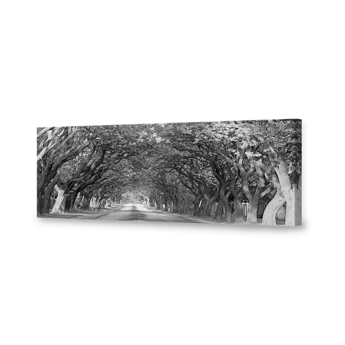 Jacaranda Alley, Long B&W Canvas Art