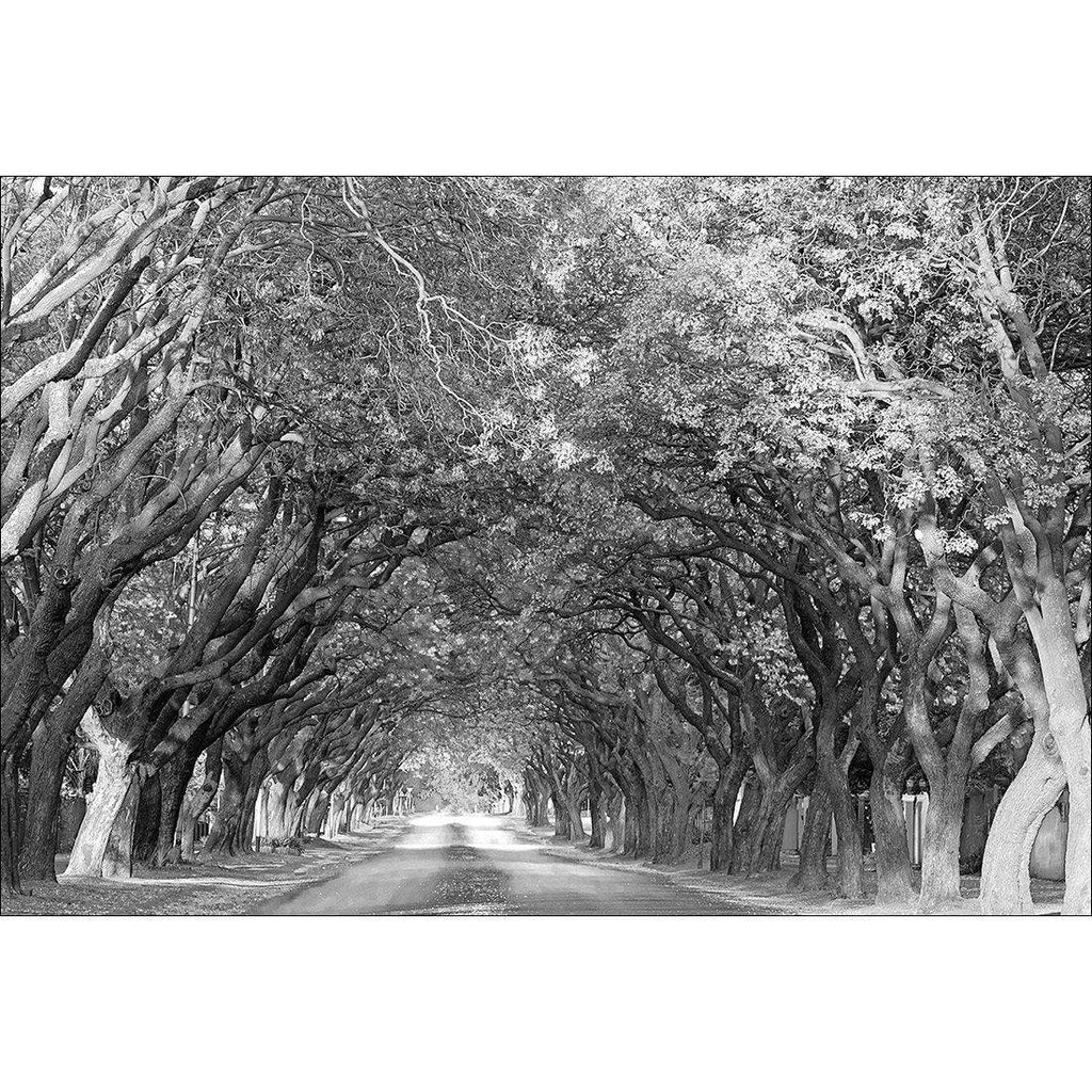 Jacaranda Alley, Rectangle B&W Canvas Art
