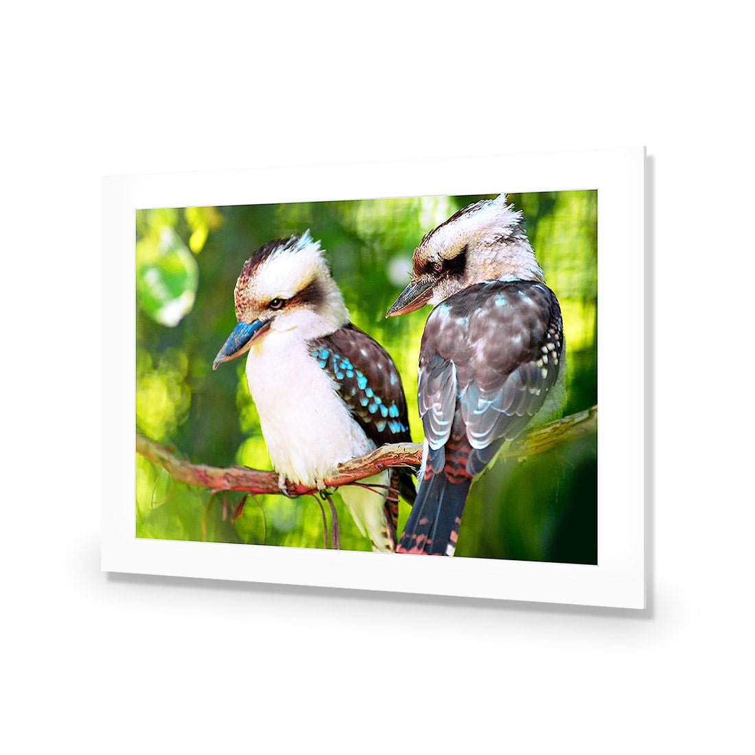 Kookaburra Pair Acrylic Print Art
