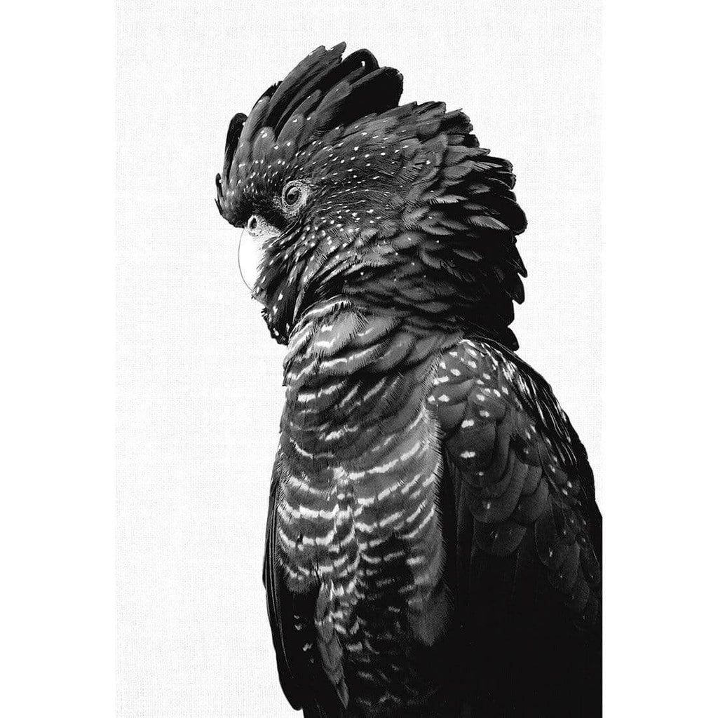 Lady Black Cocky, Black & White