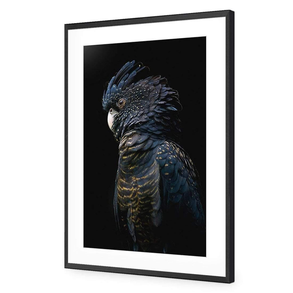 Lady Black Cocky, Dark