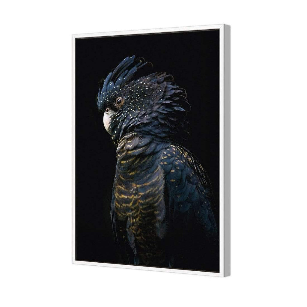 Lady Black Cocky, Dark