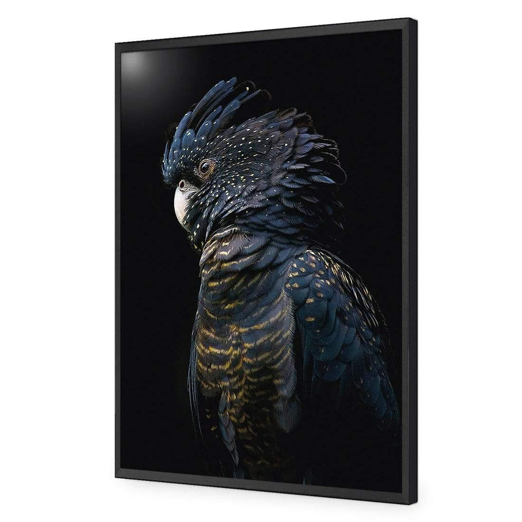 Lady Black Cocky, Dark