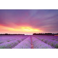 Lavender Sunset