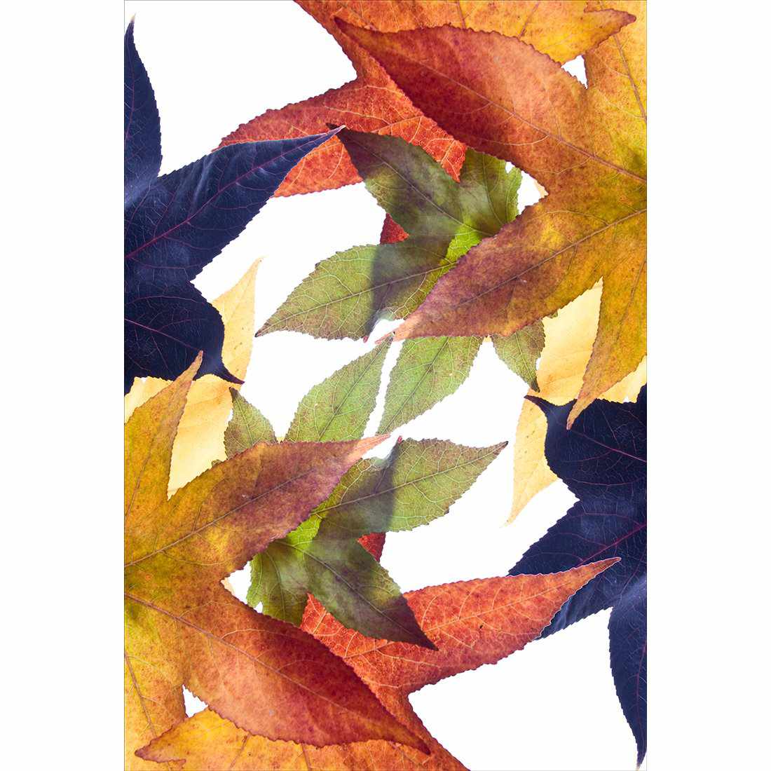 Leaf Kaleidoscope, Rectangle Canvas Art
