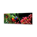 Lorikeet On Red Gum, Long Canvas Art