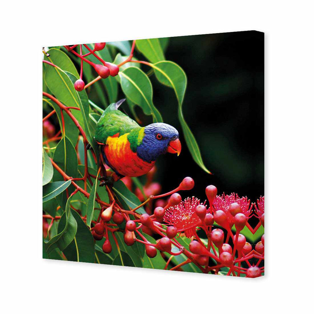Lorikeet On Red Gum, Square Canvas Art
